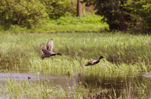 Duck Couple Flying Over Water With Green Golden Reed Background