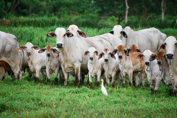 Cows and calves
Vacas y terneros