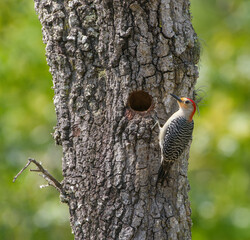 Wall Mural - red bellied woodpecker (melanerpes carolinus) perched on turkey oak tree (quercus laevis) by its nes