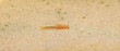 Streptocephalus sealii, the spiny-tail fairy shrimp, is a species of branchiopod in the family Streptocephalidae swimming in shallow Sandy pond water vernal ephemeral temporary water source - Florida
