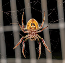 Large Female Tropical Orb Weaver Spider (Eriophora Ravilla) In Her Web - Under Side View