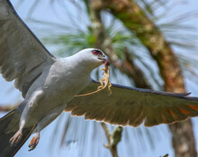 Close Up Of Mississippi Kite (Ictinia Mississippiensis) Flying With Brown Cuban Anole Lizard (Anolis Equestris) In Its Beak And Mouth - Under Neath Shot View From Above, Blue Sky, Red Eye, Detailed