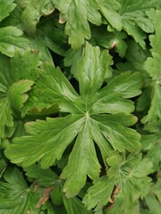 green plants in central european botany