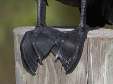 Close Up Of A Double-crested Cormorant (Phalacrocorax Auritus) Feet Perched On Wooden Pylon At Sweetwater Wetlands - Gainesville, Florida - Black Patterned Sharp Claws, Webbed Feet