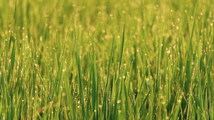 Wall Mural - Dewdrops on the tips of rice leaves in the morning, a great image to use as a wallpaper, or graphic resource