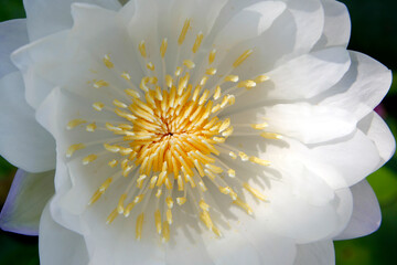 Wall Mural - closeup of white water lily or lotus flower