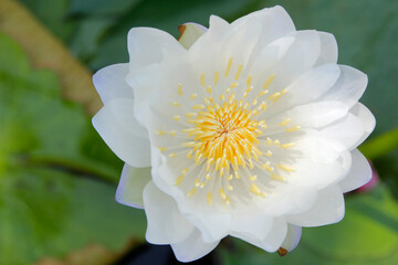 Wall Mural - closeup of white water lily or lotus flower