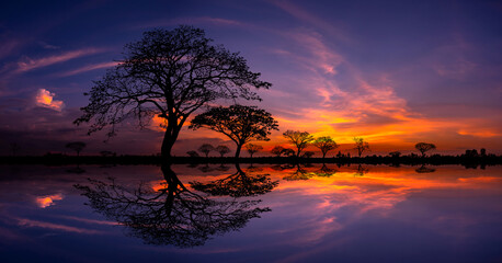 Wall Mural - panorama silhouette tree in africa with sunset.tree silhouetted against a setting sun reflection on 