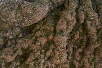 Texture of tree roots. Brown color. Background for design