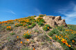 California Golden Orange Poppies on high desert hillside
