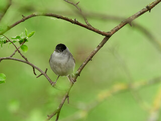 Wall Mural - Male Blackcap (Sylvia atricapilla) perched on branches, Germany