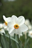 Fototapeta Miasto - Beautiful white flower in the park