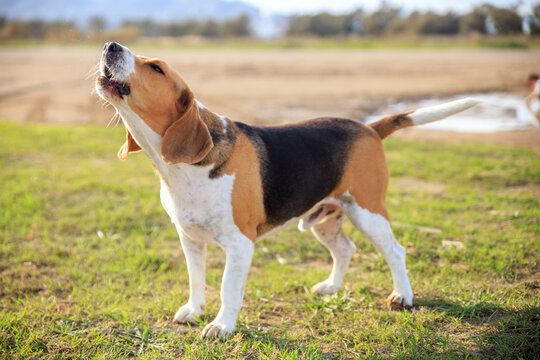 beagle barking on the nature