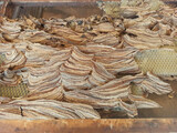 Fototapeta Panele - hornets nest photographed - close-up
