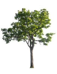 Poster - Isolated tree on white background