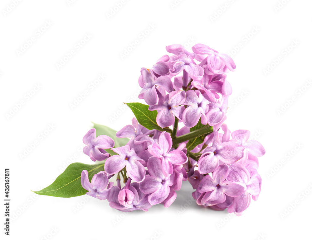 Beautiful lilac flowers on white background