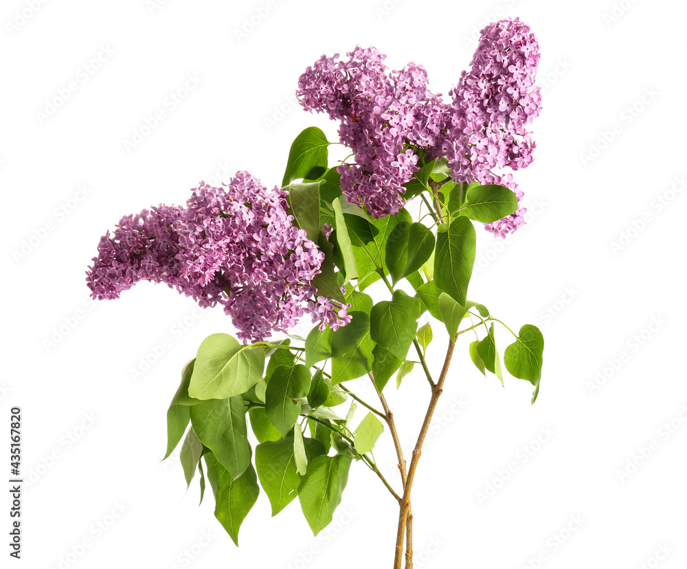 Beautiful lilac flowers on white background