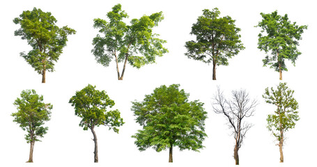 Poster - high qaulity collection tree on white background