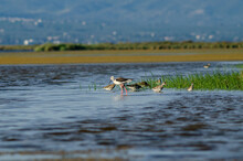 Black-winged Stilt And Numenius Phaeopus On Lagoon Water Search For Food With Other Water Birds.