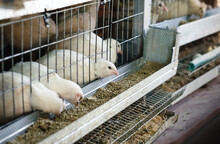 A White Texas Quails In Cages At Home Farm During Feeding. Concept Of Animal Husbandry Or Livestock. 