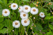 Huflattich gehört zu den ersten Frühjahrsblumen. Die weißen fedrigen Samenstände des Huflattich, Traxacum sind eine gute Nahrungsquelle für Vögel.