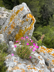 Wall Mural - oeillet du massif de la Clape (près de Gruissan) dianthus subacaulis, proche de dianthus graniticus