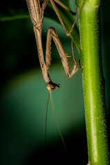 Wall Mural - praying mantis on leaf