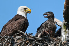 Bald Eagle In Nest With Eaglet