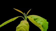 Timelapse Avocado Plant Tip Detail Growing Rotating