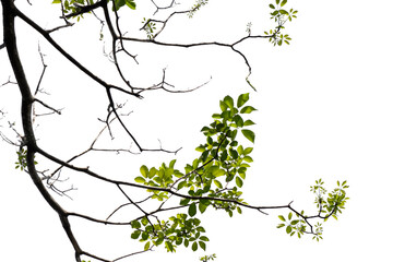 Fresh green tree branch isolated on white background