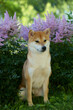 Portrait of a female dog of the Siba Inu breed Beautiful red dog sits in blooming flowers