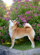 Shiba Inu stands against the flowers Beautiful dog of Japanese breed