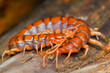 centipedes on wood 