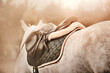 A rear view of a dappled grey horse with a leather sports saddle on its back and a dark padded saddlecloth, illuminated by daylight. Equestrian sports. Horse riding. Equestrian life.
