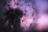 Fototapeta Dmuchawce - Makro einer Pusteblume mit lila Bokeh