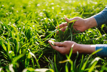 Farmer Hand Touches Green Leaves Of Young Wheat In The Field. Young Wheat Sprout In The Hands Of A Farmer. The Concept Of The Agricultural Business.