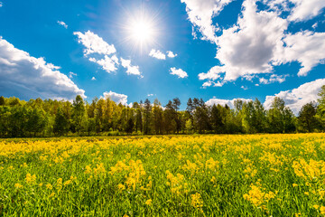 Meadow in the woods covered with yellow flowers on a cloudy spring day, the sun shines in the sky