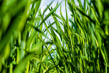 Canvas Print - young, green wheat in a field in early spring