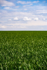 Canvas Print - young, green wheat in a field in early spring