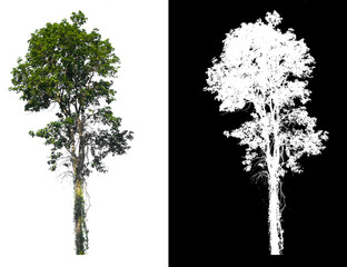 Poster - isolated tree on white background with clipping path