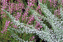 A Close-up Of White And Purple Common Heather Buds And Green Leaves
