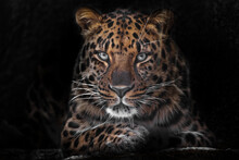  Calm And Confident Close-up. Far Eastern Leopard Dark, Black Background