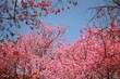 © Gypsyaiko - cherry blossom