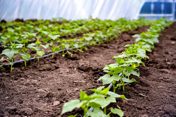 Wall Mural - seedlings of cucumbers in a greenhouse on irrigation