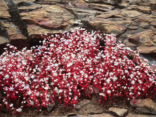 Canvas Print - Fiori e piante selvatici