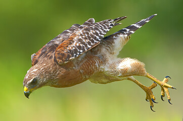 Wall Mural - Red shouldered Hawk (Buteo lineatus) Flying fast down toward its prey - talons behind and open - serious expression on face blurred green and yellow background