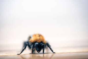 Wall Mural - bee, bumblebee on the ground, nacka, sverige, sweden, stockholm