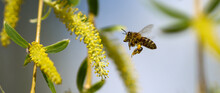 A Bee In Flight On A Yellow Willow Flower.