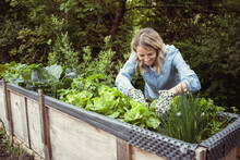 Pretty Young Blonde Woman With Blue Shirt And Gloves With Flower Motif Takes Care Of Lettuce In Raised Bed In Garden And Is Happy