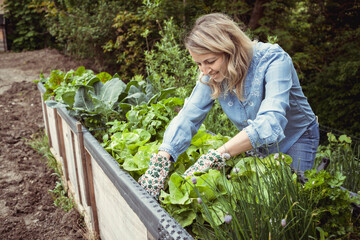 pretty young blonde woman with blue shirt and gloves with flower motif takes care of lettuce in raised bed in garden and is happy